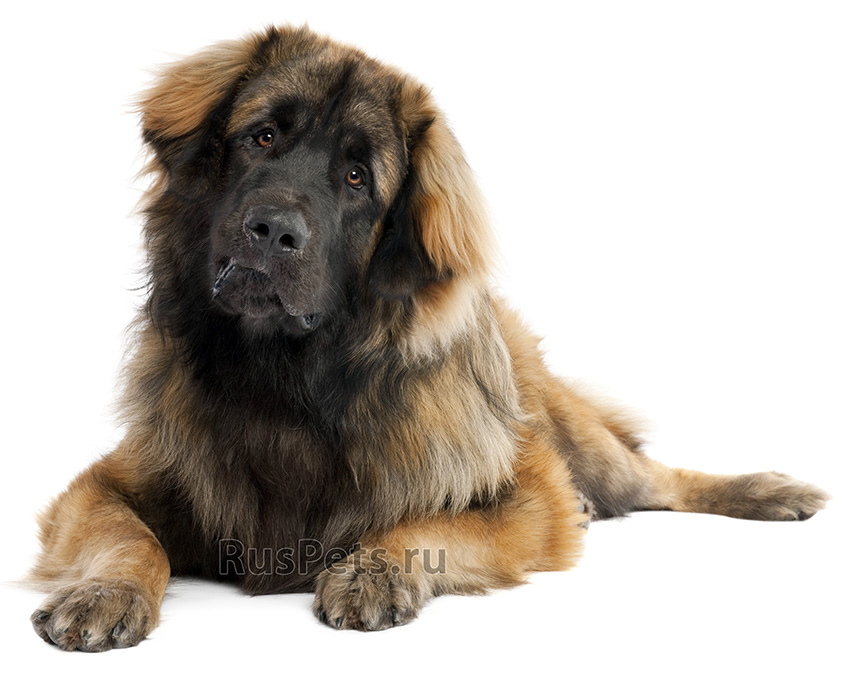 Leonberger.jpg.jpeg