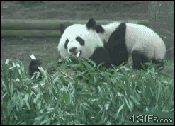 ninja-panda.webp