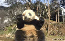 panda-fall.gif