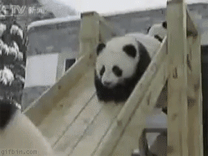 panda-slide.webp