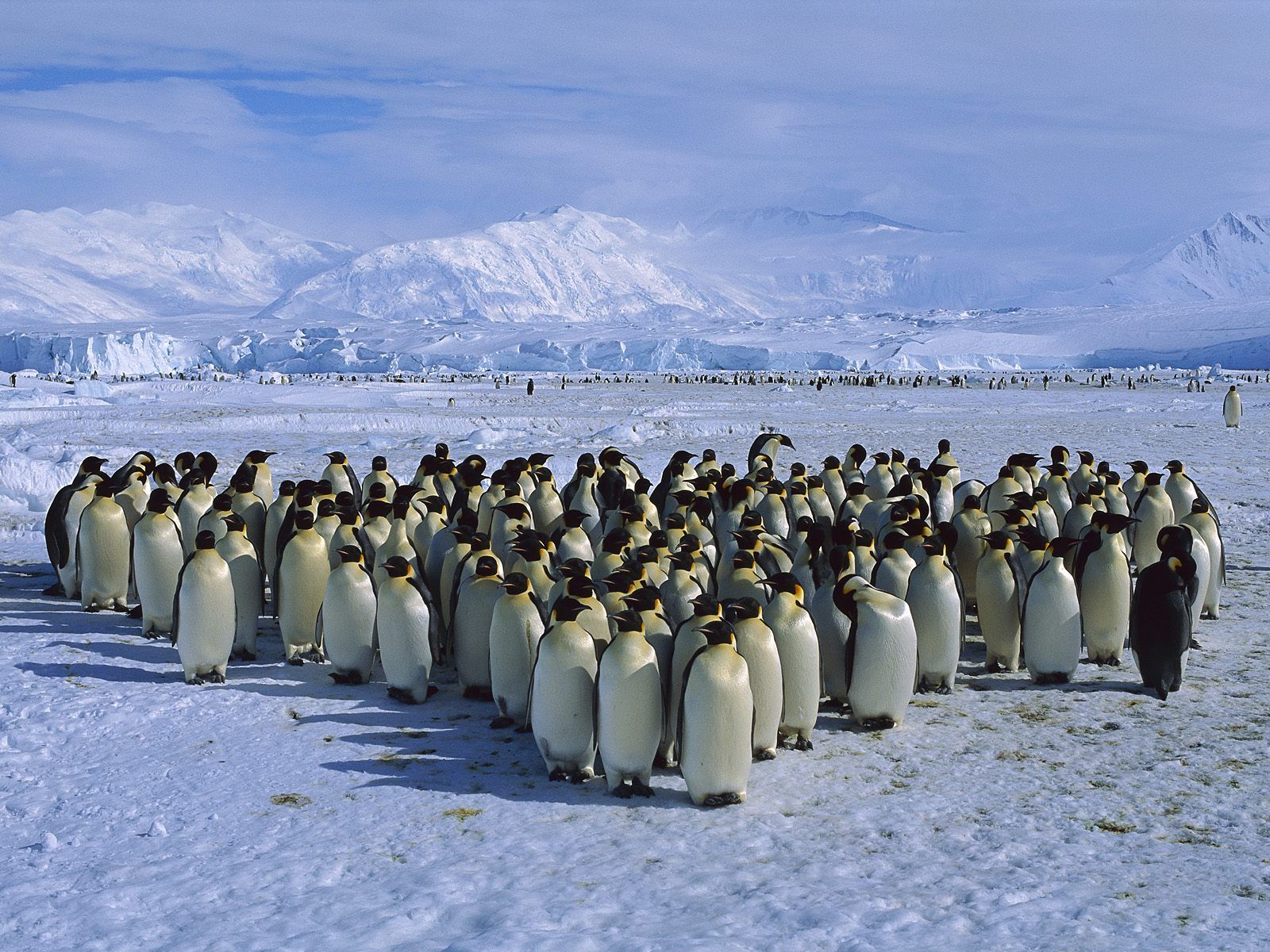 penguin-colony.jpg.jpeg