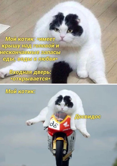 %D0%BA%D0%BE%D1%82%D1%8D-%D0%BA%D0%B0%D1%80%D1%82%D0%B8%D0%BD%D0%BA%D0%B8-%D1%81%D0%B2%D0%BE%D0%B1%D0%BE%D0%B4%D0%B0-%D0%BA%D0%B.png