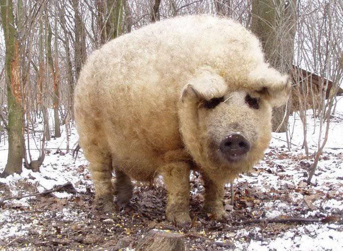 1455603150_neobychnye-svini-porody-mangalica-1.jpg.jpeg
