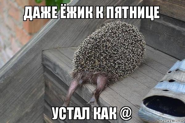 1652941056_1-kartinkof-club-p-yezhik-pyatnitsa-kartinka-1.jpg.jpeg
