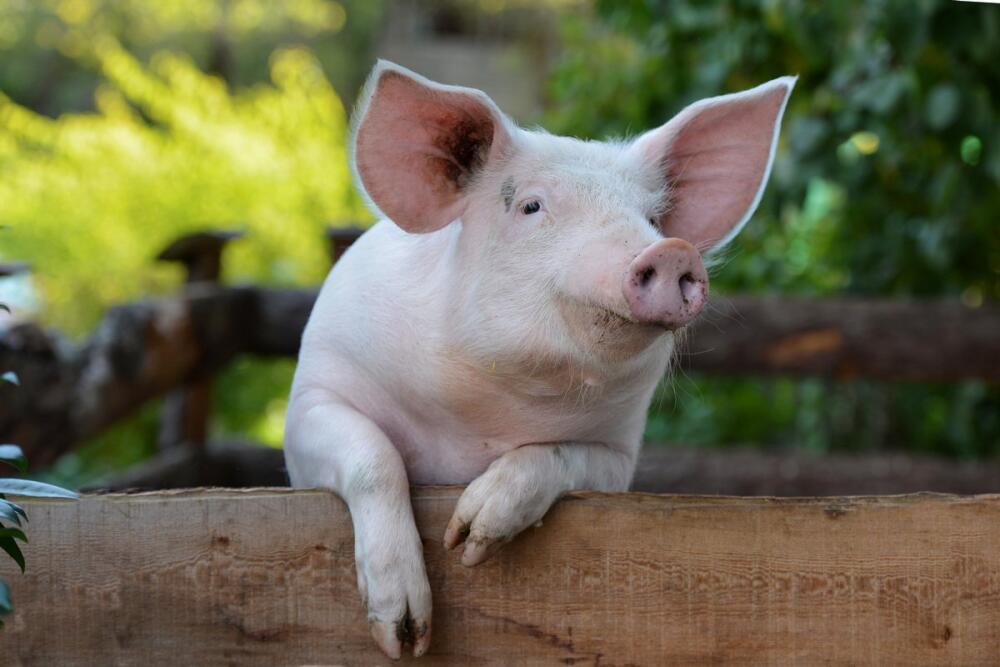 3b5feff2da603bd70a2c6270ecd2b51d.jpg.jpeg