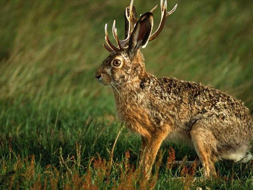 jackalope%20(1).jpg.jpeg