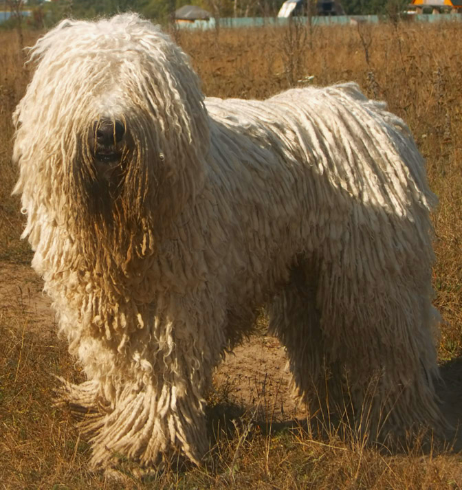 Komondor_delvin.jpg.jpeg