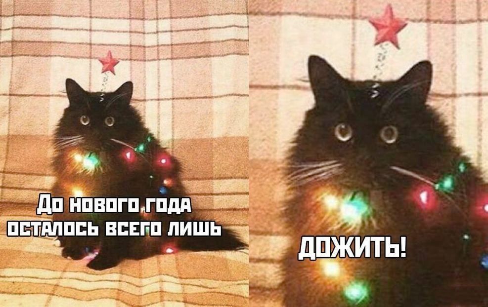 %D0%BA%D0%BE%D1%82%D1%8D-%D0%B5%D0%BB%D0%BA%D0%B0-7673933.jpeg