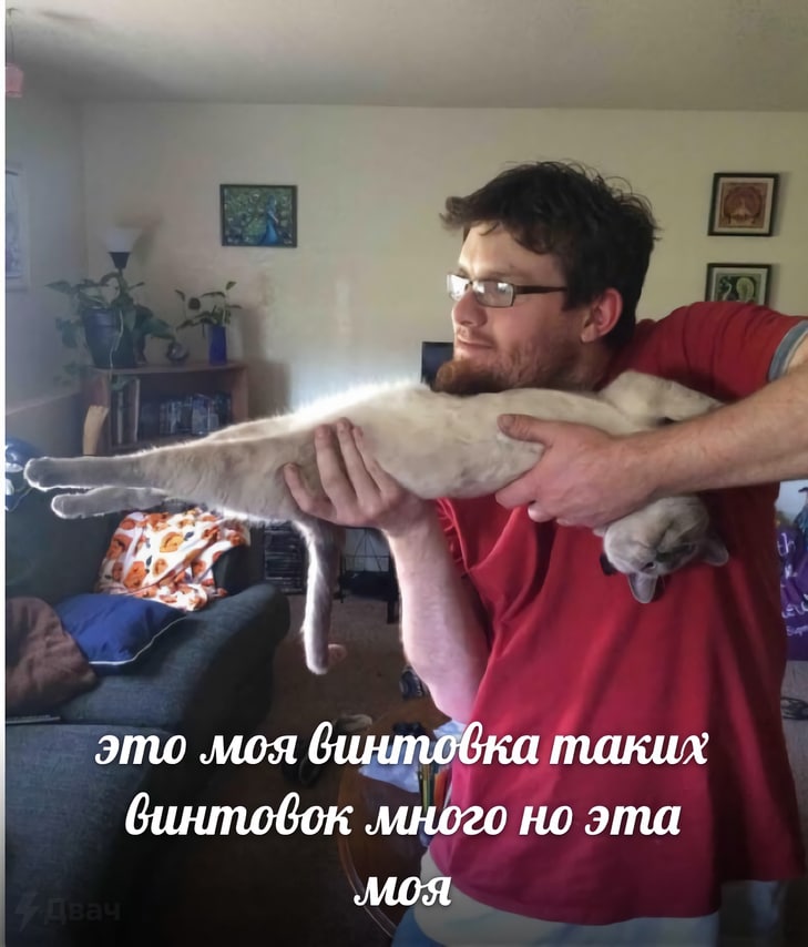 %D0%BA%D0%BE%D1%82%D0%B5%D0%B9%D0%BA%D0%B0-7704889.jpeg