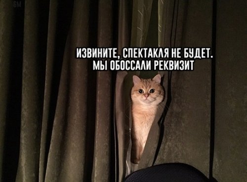 %D0%BA%D0%BE%D1%82%D1%8B-%D0%BA%D0%BB%D0%B0%D1%81%D1%81%D0%B8%D1%84%D0%B8%D0%BA%D0%B0%D1%86%D0%B8%D1%8F-FILKIT-%28artist%29-3483.jpeg