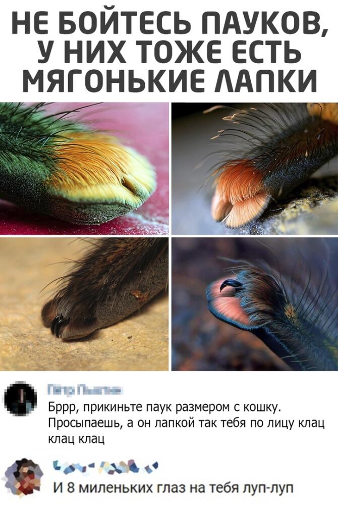 %D0%BF%D0%B0%D1%83%D0%BA%D0%B8-%D0%BB%D0%B0%D0%BF%D0%BA%D0%B8-6303359.jpeg