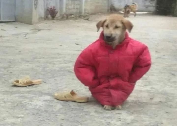 %D1%81%D0%BE%D0%B1%D0%B0%D0%BA%D0%B5%D0%BD-7645731.jpg.jpeg