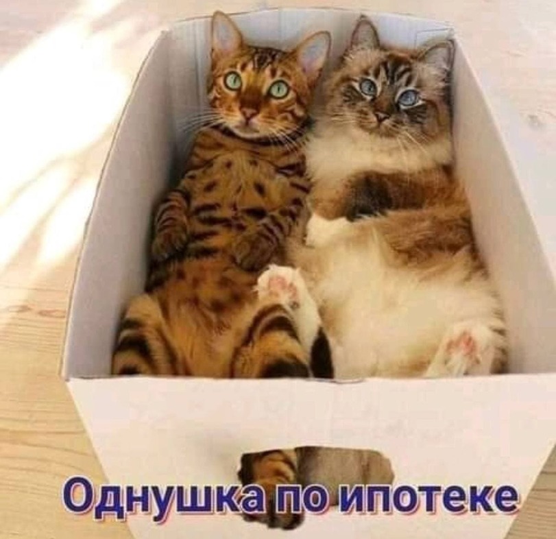 %D0%BA%D0%BE%D1%82%D1%8D-%D0%BA%D0%B0%D1%80%D1%82%D0%B8%D0%BD%D0%BA%D0%B0-%D1%81-%D1%82%D0%B5%D0%BA%D1%81%D1%82%D0%BE%D0%BC-%D0%.jpeg