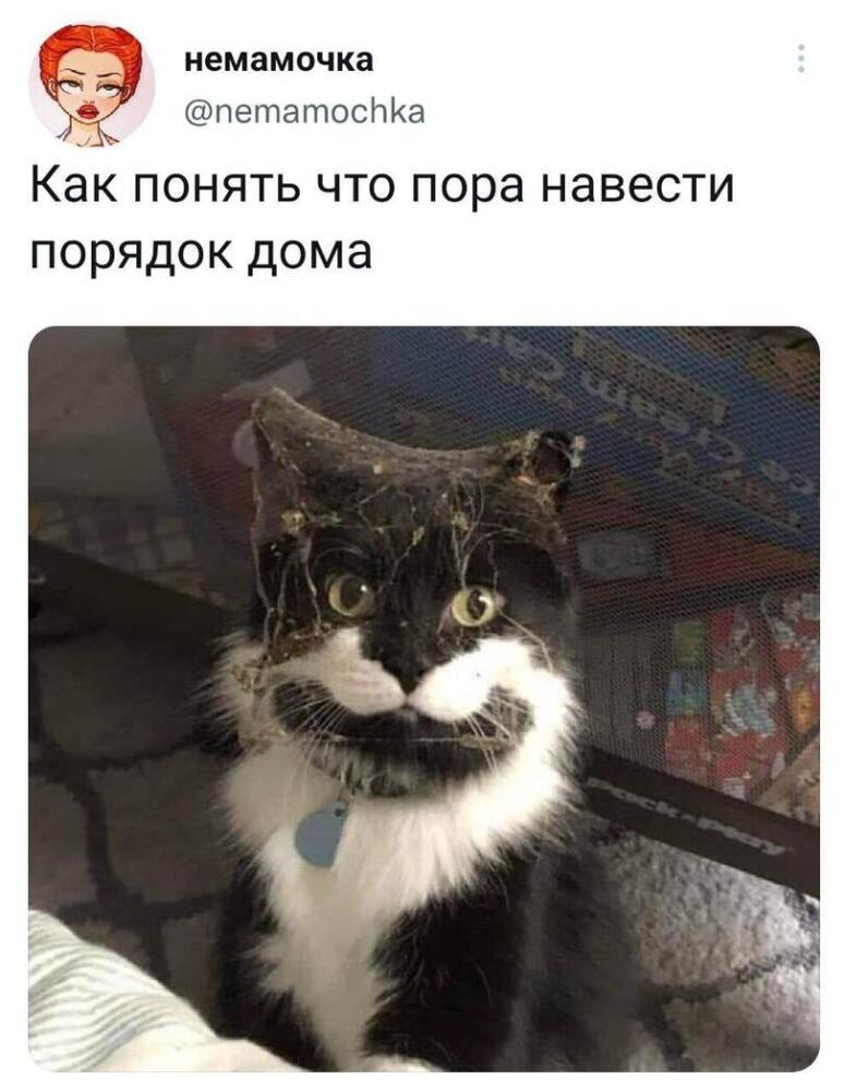 twitter-%D0%B8%D0%BD%D1%82%D0%B5%D1%80%D0%BD%D0%B5%D1%82-%D0%BA%D0%BE%D1%82%D1%8D-%D0%BA%D0%B0%D1%80%D1%82%D0%B8%D0%BD%D0%BA%D0%.jpeg