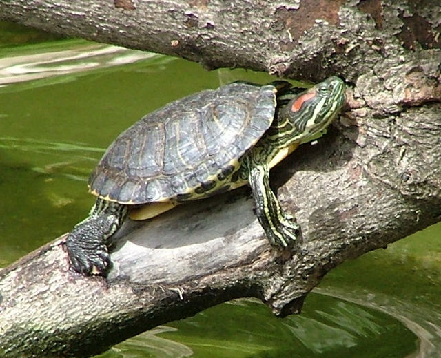 640px-2004-04-18-Trachemys-2.jpg.jpeg
