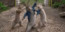dancing-rabbit-13.webp