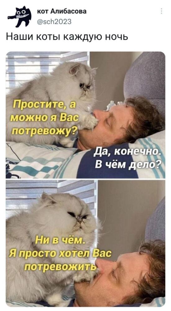 %D0%BA%D0%BE%D1%82-7715085.jpg.jpeg