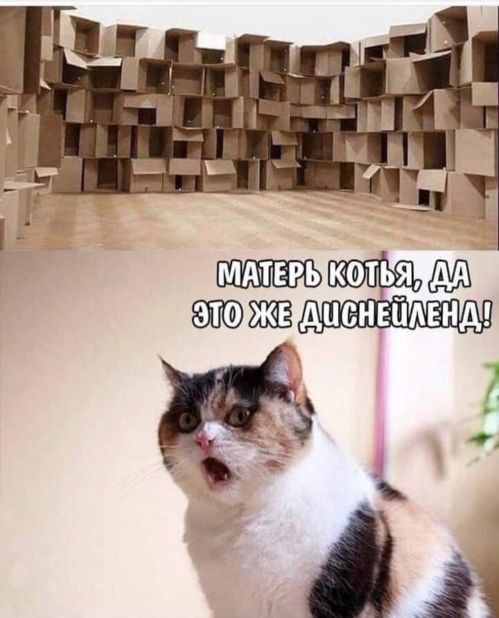 %D0%BA%D0%BE%D1%82%D0%B5%D0%BD%D1%8C%D0%BA%D0%B0-%D0%BA%D0%BE%D1%80%D0%BE%D0%B1%D0%BA%D0%B8-%D1%82%D1%80%D1%91%D1%85%D1%86%D0%B2.jpeg