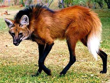 maned_wolf_1.jpg.jpeg