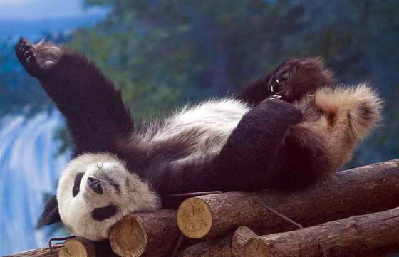 panda_1508415i.jpg.jpeg