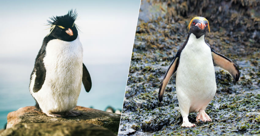 where-penguins-live-4.jpg.jpeg