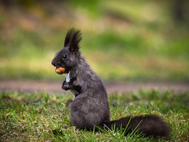 a-black-squirrel-eats-a-nut-on-the-grass_477814-4962.jpg.webp