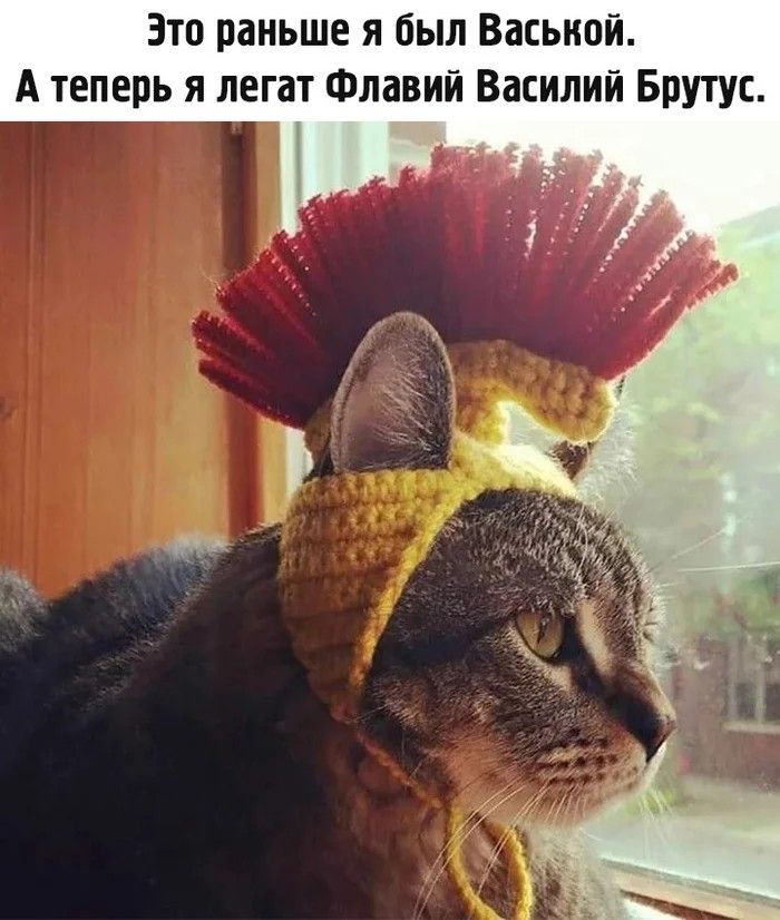 SPQR-%D1%80%D0%B0%D0%B7%D0%BD%D0%BE%D0%B5-%D0%BA%D0%BE%D1%82%D1%8D-7763651.jpeg