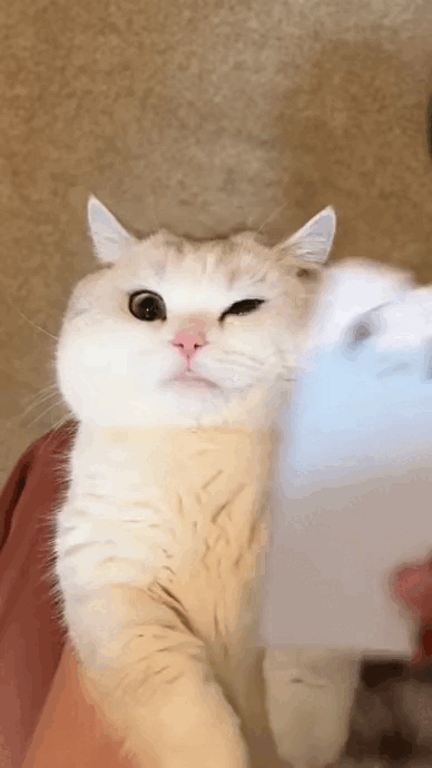 %D0%B3%D0%B8%D1%84%D0%BA%D0%B8-%D0%BA%D0%BE%D1%82%D0%B8%D0%BA-7834986.gif