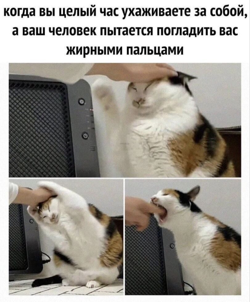 %D0%BA%D0%BE%D1%82%D1%8D-%D0%BA%D0%B0%D1%80%D1%82%D0%B8%D0%BD%D0%BA%D0%B8-7818045.jpg.jpeg