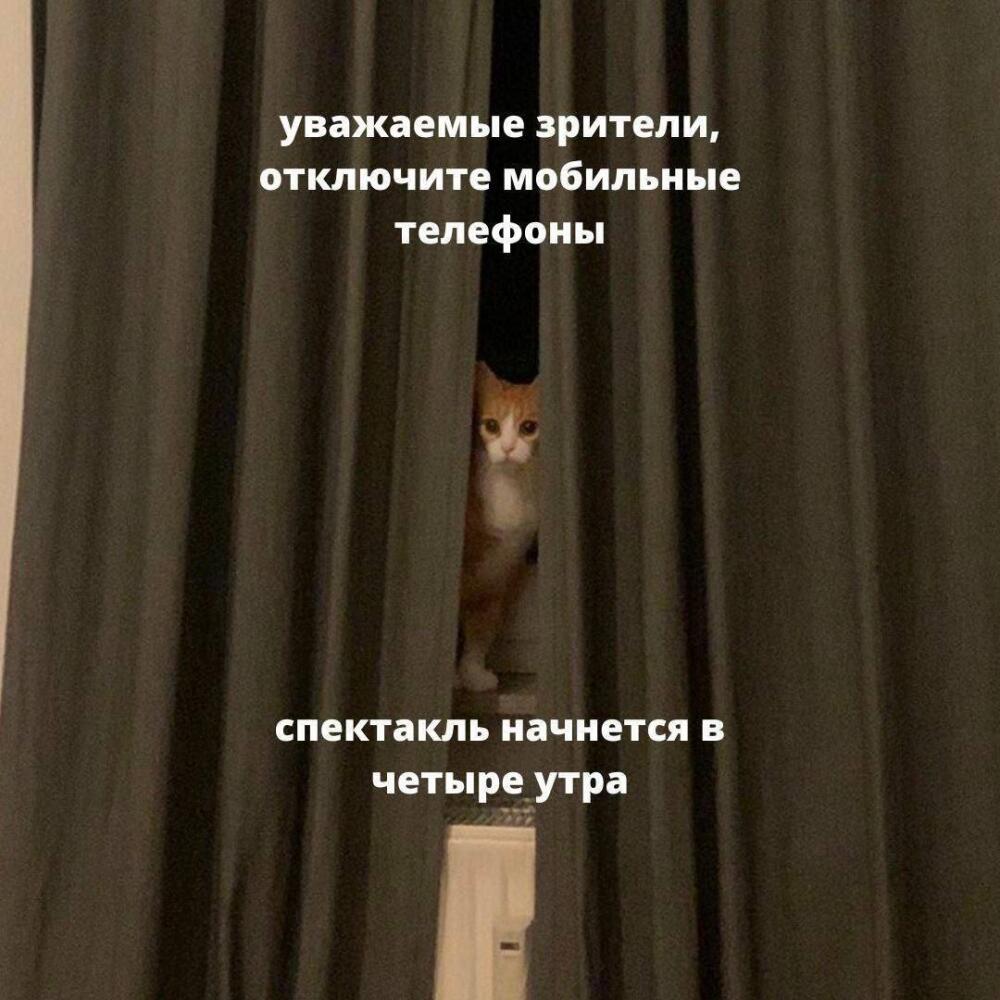 %D0%BA%D0%BE%D1%82%D1%8D-%D0%BA%D0%BE%D0%BD%D1%86%D0%B5%D1%80%D1%82-7807399.jpg.jpeg