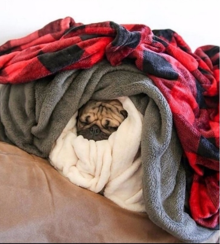 mops01.jpg.jpeg