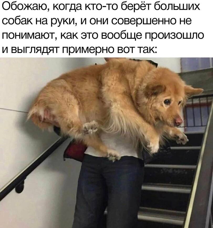 %D1%81%D0%BE%D0%B1%D0%B0%D0%BA%D0%B0-7814129.jpeg