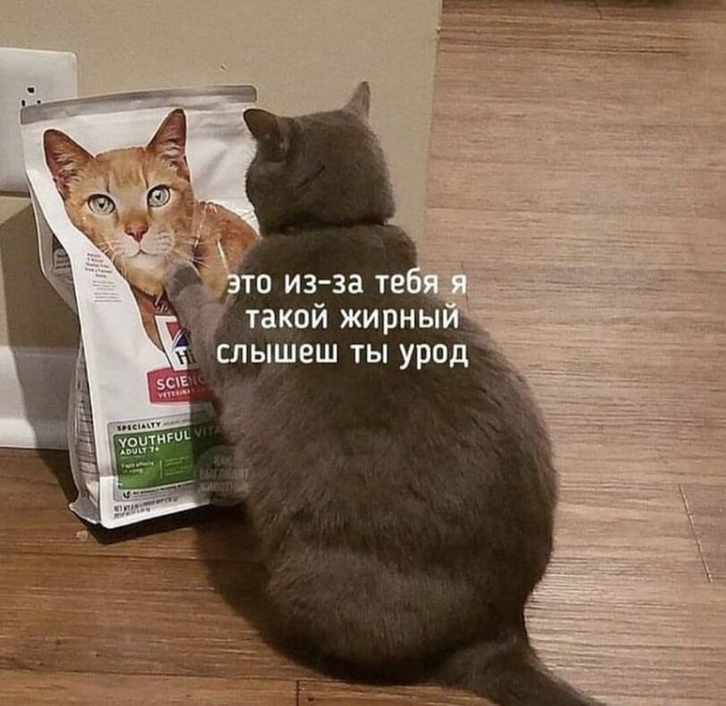 %D1%82%D0%BE%D0%BB%D1%81%D1%82%D1%8B%D0%B9-%D0%BA%D0%BE%D1%82-%D0%BA%D0%BE%D1%82%D1%8D-%D0%91%D1%83%D0%BA%D0%B2%D1%8B-%D0%BD%D0%.jpeg