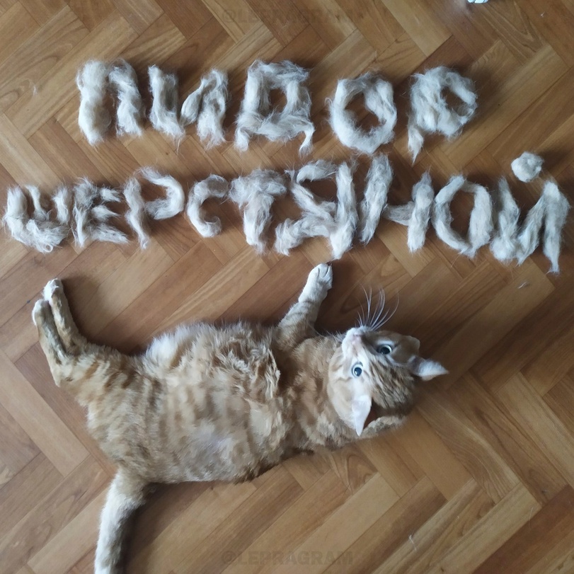 %D0%BF%D0%B8%D0%B4%D0%BE%D1%80%D1%8B-%D0%BF%D0%BE%D0%BC%D0%BE%D0%B3%D0%B8%D1%82%D0%B5-%D0%BA%D0%BE%D1%88%D0%BA%D0%B0-%D1%88%D0%B.jpeg