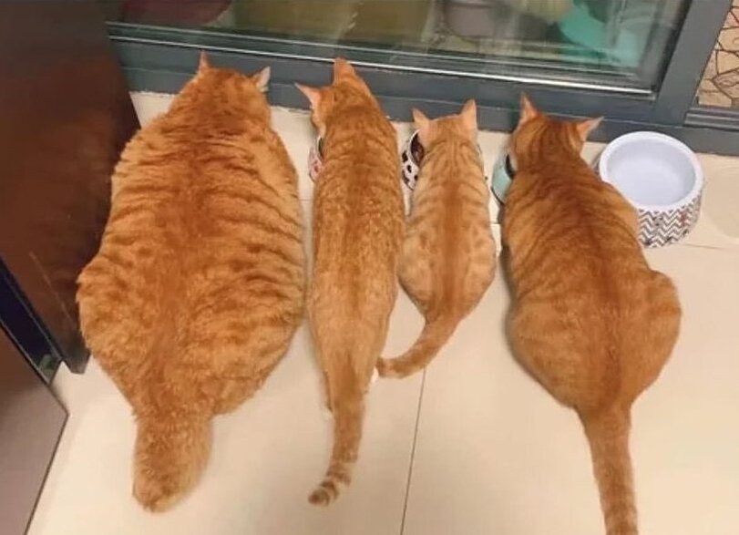 %D0%BA%D0%BE%D1%82%D1%8D-7868392.jpeg