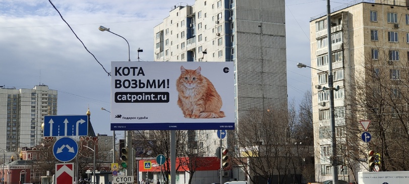 %D0%BA%D0%BE%D1%82%D1%8D-%D0%B1%D0%B8%D0%BB%D0%B1%D0%BE%D1%80%D0%B4-7877160.jpeg