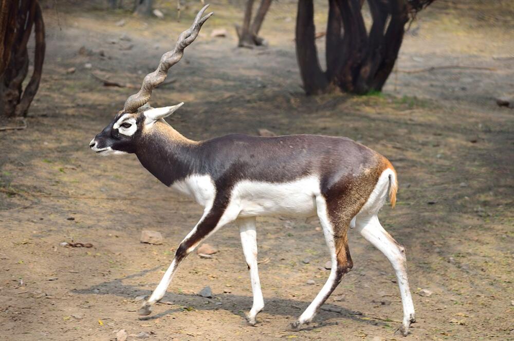 1200px-BlackBuck.jpg.jpeg
