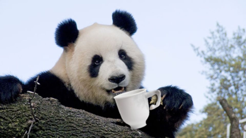 1321798-1502756957698-panda.png.webp.jpeg