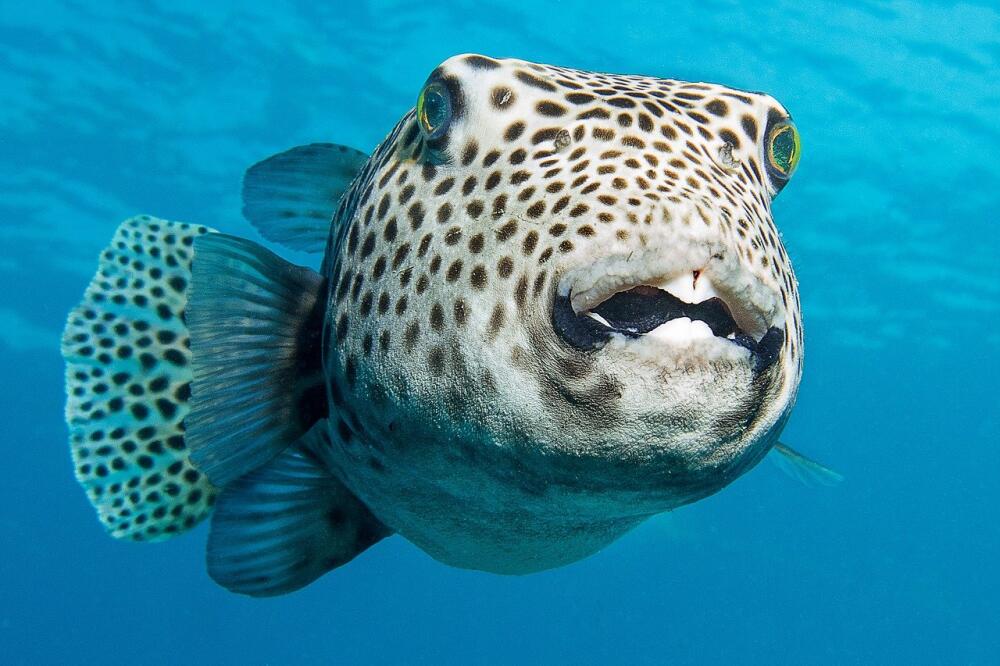 fish-2453869_1280.jpg.jpeg