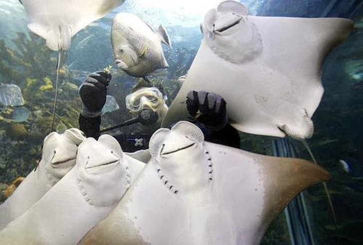 11628760-photobombstingray-1554375750-728-6c839190eb-1554900973.jpg.jpeg