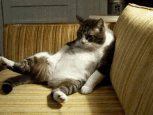 cat-chill.gif