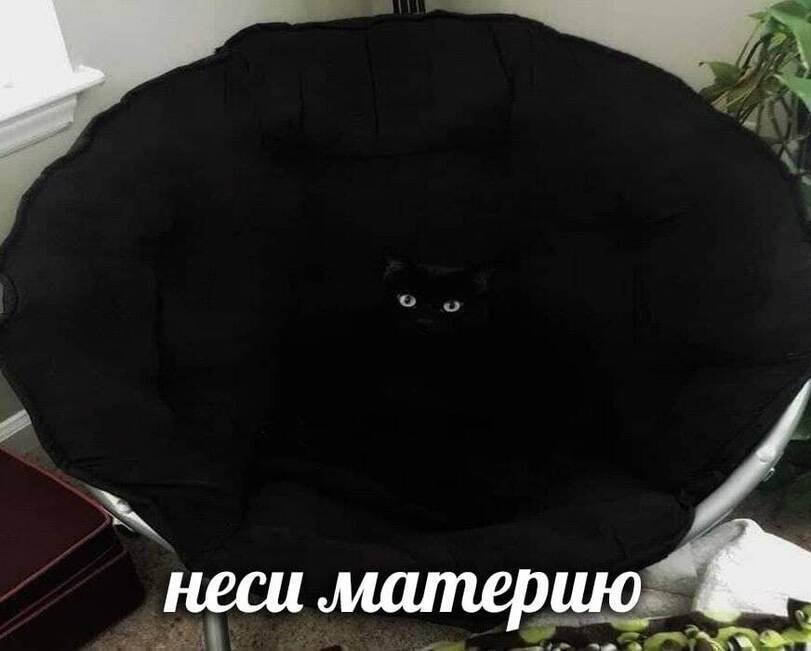%D0%B3%D0%B8%D1%84%D0%BA%D0%B8-%D0%BA%D0%BE%D1%82-%D1%82%D1%8C%D0%BC%D0%B0-4916616.jpeg