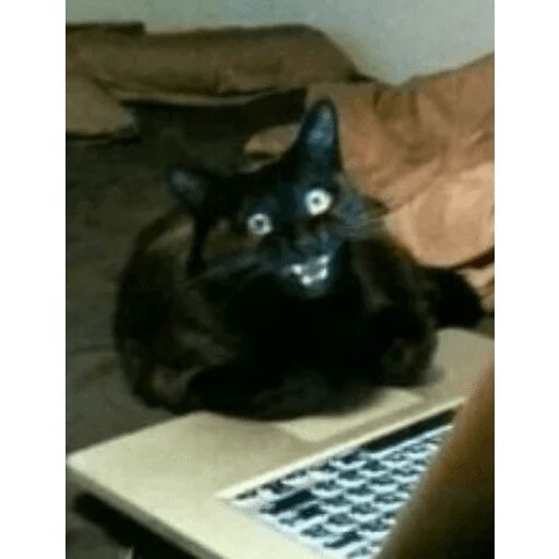 HMeqk4242kg.jpg.jpeg