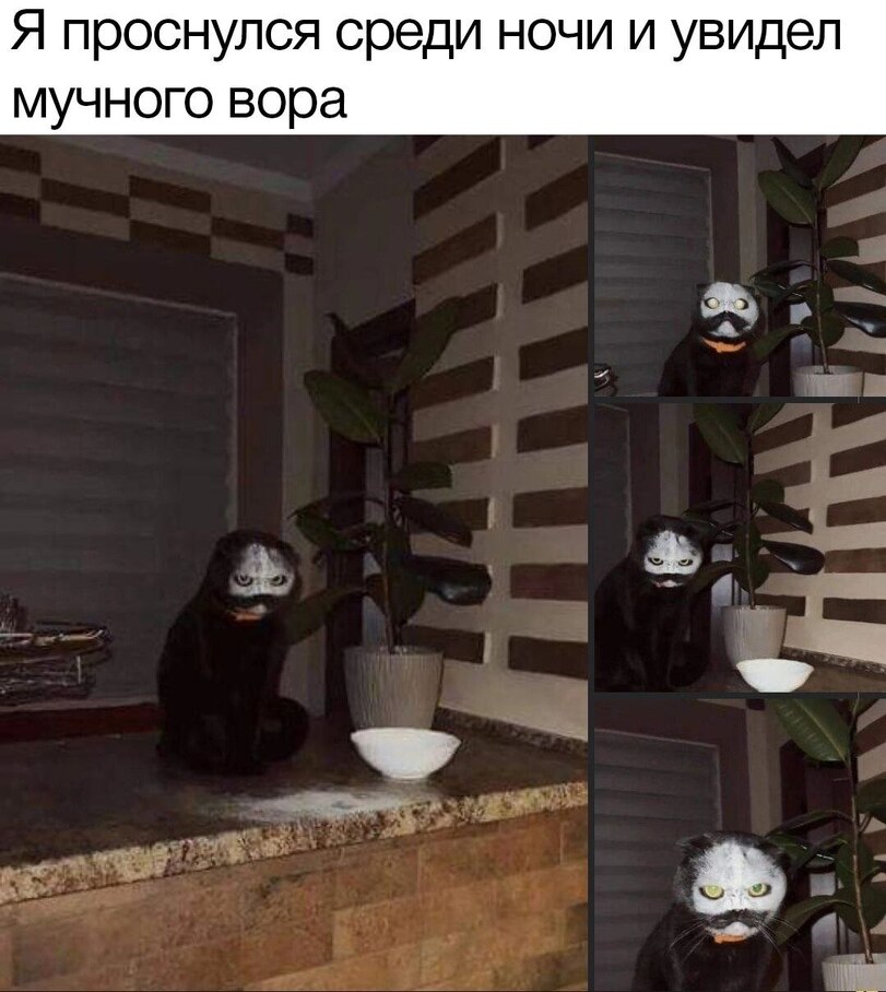 %D0%BA%D0%BE%D1%82%D1%8D-%D0%BA%D0%B0%D1%80%D1%82%D0%B8%D0%BD%D0%BA%D0%B8-7925272.jpeg