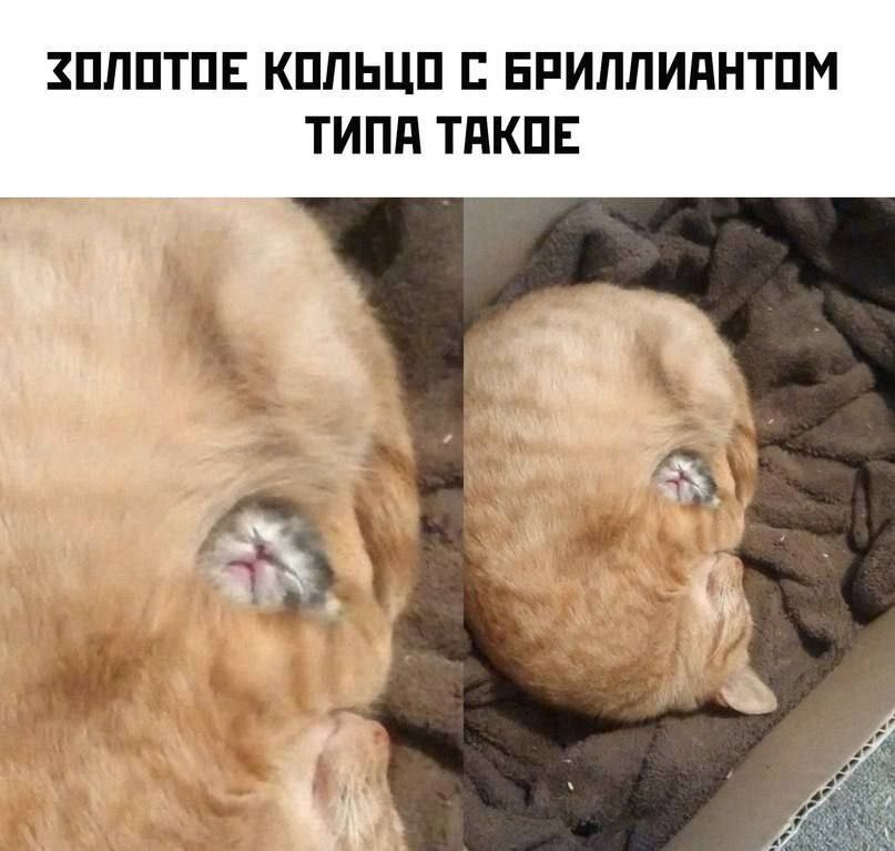 %D0%BA%D0%BE%D1%82%D1%8D-%D0%BA%D0%B0%D1%80%D1%82%D0%B8%D0%BD%D0%BA%D0%B8-%D0%BF%D0%BE%D0%BA%D0%B0%D0%B7%D0%B0%D0%BB%D0%BE%D1%81.jpeg