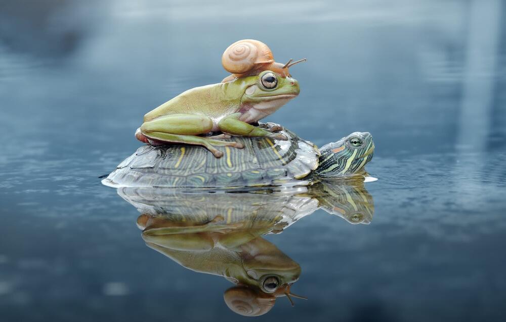 liagushka-pozy-reptilii-fon-boke-vzgliad-cherepakha-vodnaia.jpg.jpeg