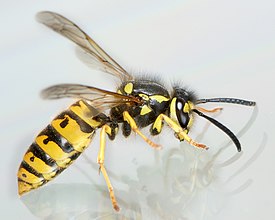 275px-AD2009Sep09_Vespula_germanica_03.jpg.jpeg