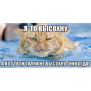 anons-anekdoty-pro-tapki-300x300.jpg.jpeg