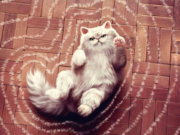 Кот и шерсть.jpg