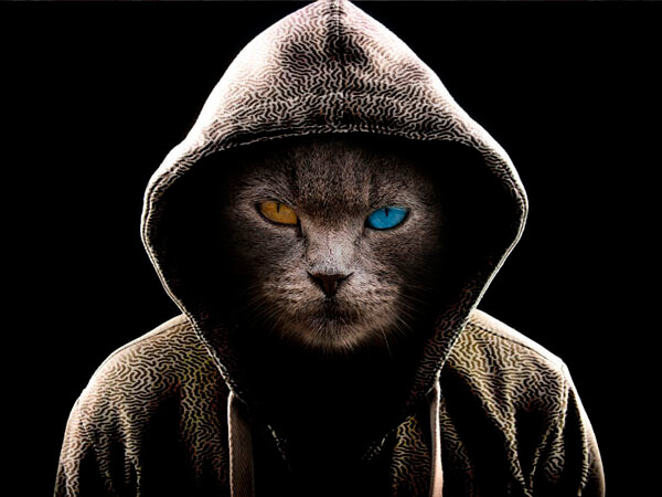 кот капюшон.jpg